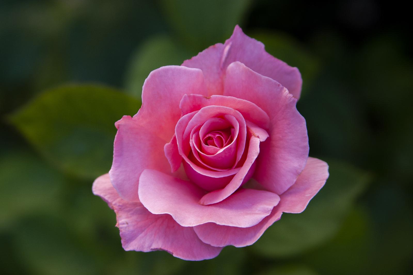 CRW 5955